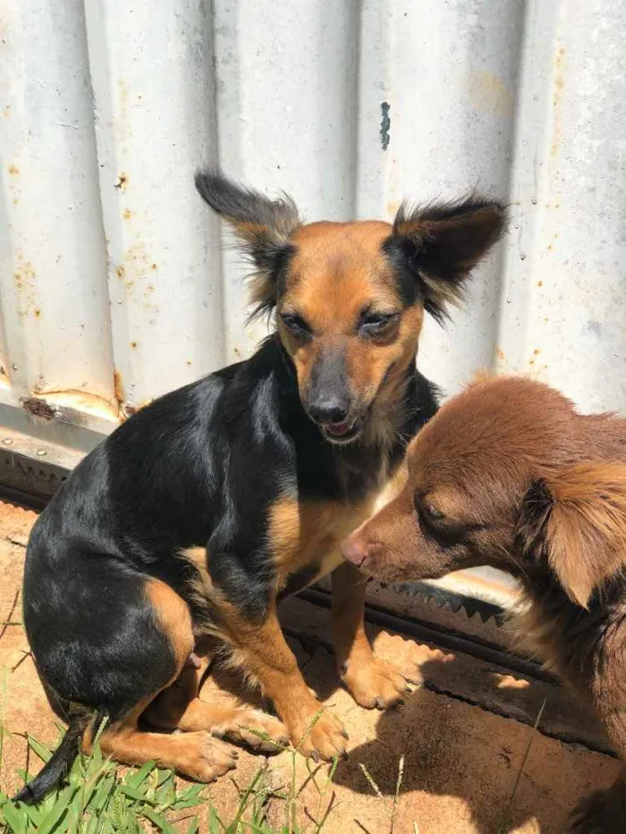 Cachorro ra a Sem raça  idade  nome Sem nome 