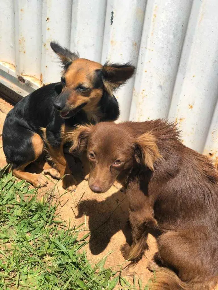 Cachorro ra a Sem raça  idade  nome Sem nome 