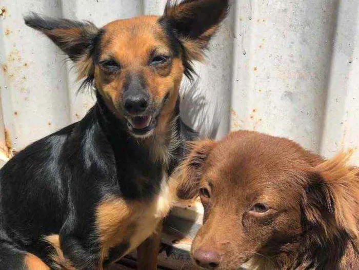 Cachorro ra a Sem raça  idade  nome Sem nome 