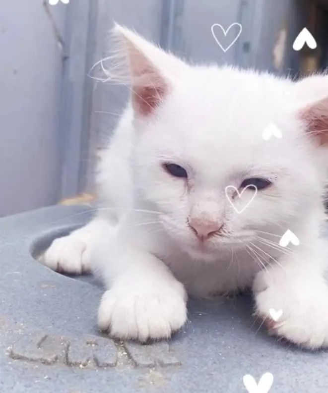 Gato ra a  idade 2 a 6 meses nome Pudim