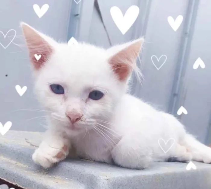 Gato ra a  idade 2 a 6 meses nome Pudim