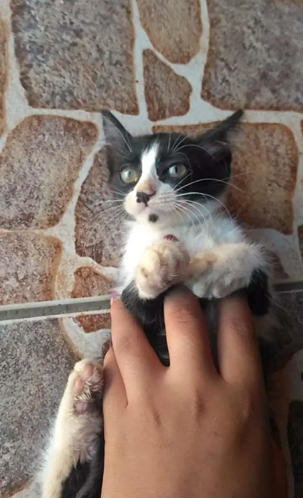 Gato ra a ? idade 2 a 6 meses nome ?