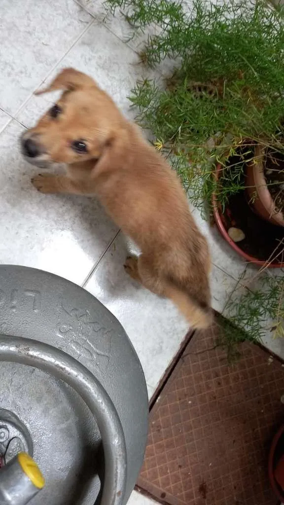 Cachorro raça SRD-ViraLata idade 2 a 6 meses nome sem nome
