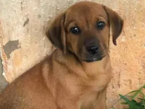 Cachorro raça Sem raça  idade 2 a 6 meses nome Sem nome 