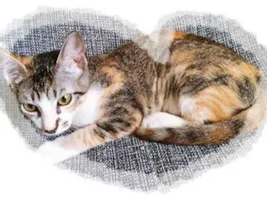 Gato raça SRD-ViraLata idade 2 a 6 meses nome TATI TRICOLOR