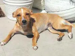 Cachorro raça Mestiço com traços de pincher idade 7 a 11 meses nome Mel