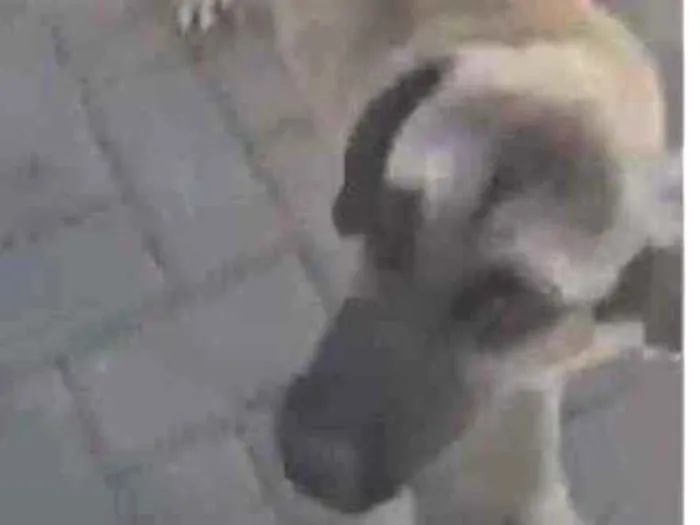 Cachorro ra a Sem raça  idade 2 anos nome Guerreiro