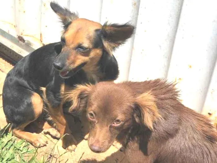 Cachorro ra a Sem raça  idade  nome Sem nome 