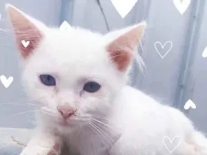 Gato raça  idade 2 a 6 meses nome Pudim