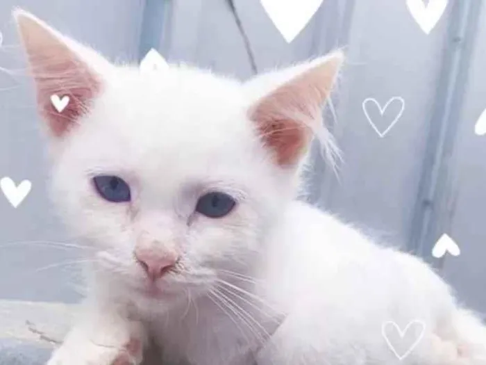 Gato ra a  idade 2 a 6 meses nome Pudim