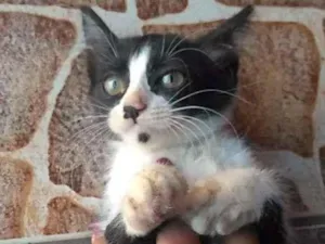 Gato raça ? idade 2 a 6 meses nome ?