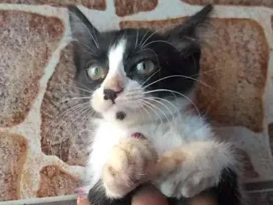 Gato ra a ? idade 2 a 6 meses nome ?