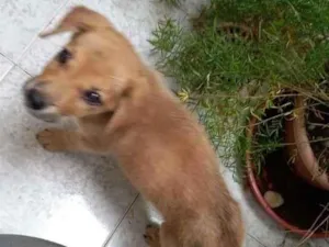Cachorro raça SRD-ViraLata idade 2 a 6 meses nome sem nome
