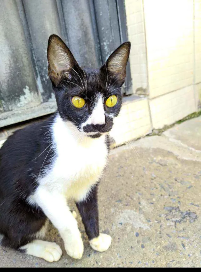 Gato ra a Não sabemos idade 2 a 6 meses nome Baby