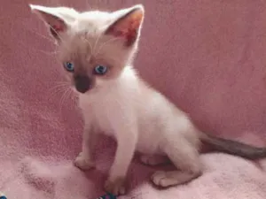 Gato raça Não sabemos  idade 2 a 6 meses nome Kala