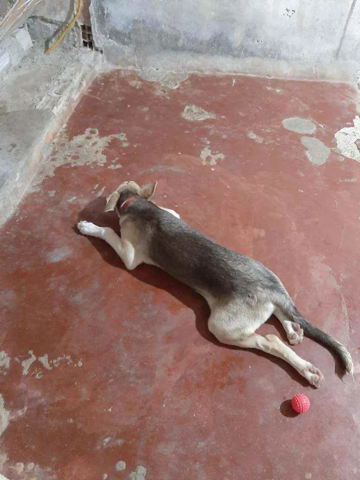 Cachorro raça  idade 2 a 6 meses nome Marley 