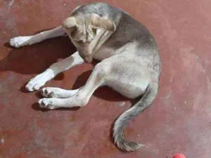 Cachorro raça  idade 2 a 6 meses nome Marley 