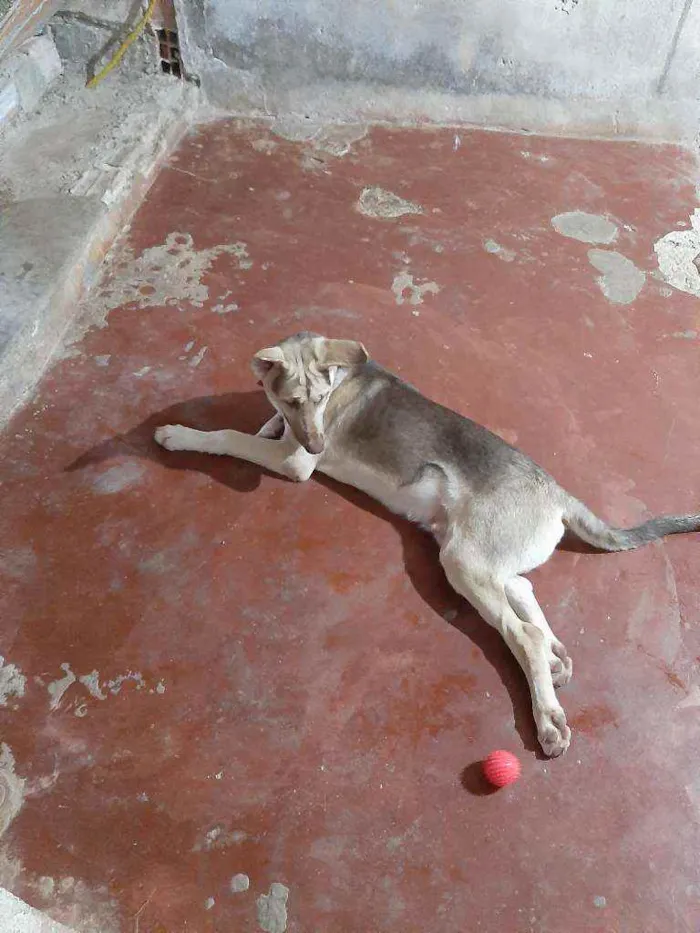 Cachorro raça Indefisinza  idade 2 a 6 meses nome .Marley 