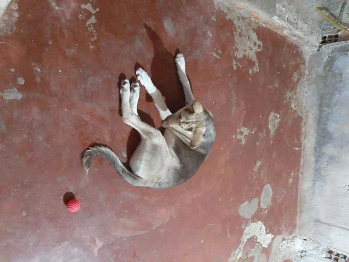 Cachorro raça Indefisinza  idade 2 a 6 meses nome .Marley 