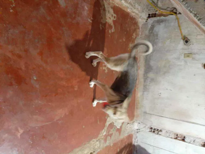 Cachorro raça Indefisinza  idade 2 a 6 meses nome .Marley 