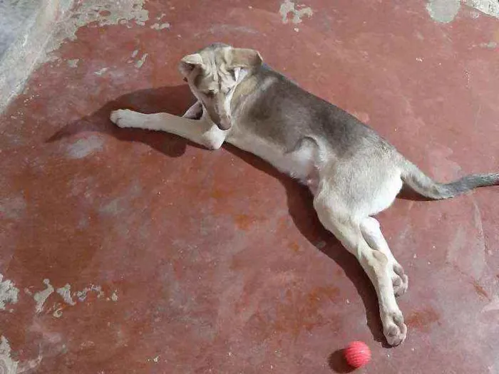 Cachorro raça Indefisinza  idade 2 a 6 meses nome .Marley 