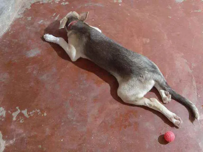 Cachorro raça Indefisinza  idade 2 a 6 meses nome .Marley 