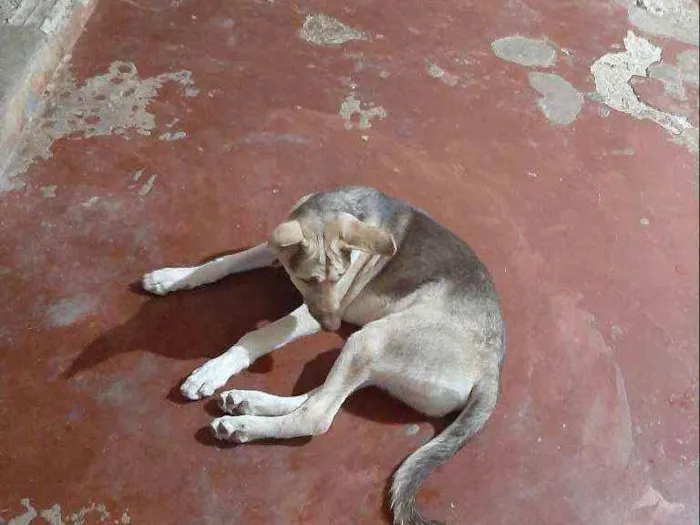 Cachorro raça Indefisinza  idade 2 a 6 meses nome .Marley 