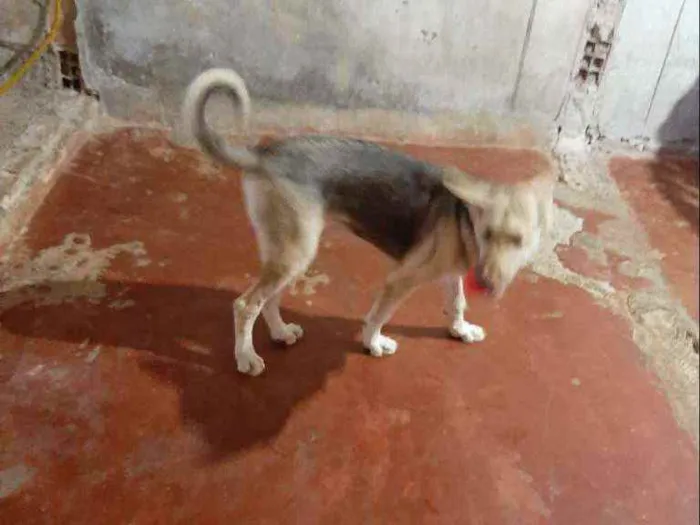 Cachorro raça Indefisinza  idade 2 a 6 meses nome .Marley 