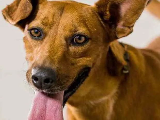 Cachorro raça Vira lata  idade 5 anos nome Santiago 