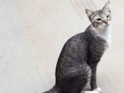 Gato raça Indefinida  idade 2 anos nome Mika