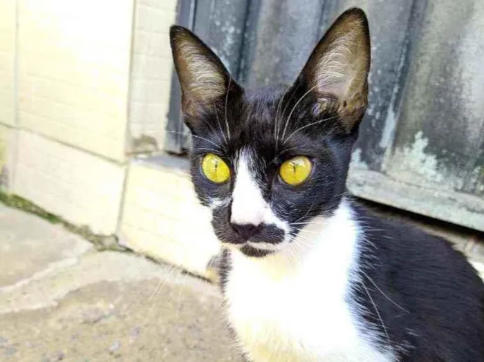 Gato ra a Não sabemos idade 2 a 6 meses nome Baby