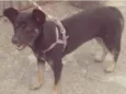 Perdida