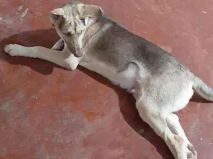 Cachorro raça Indefisinza  idade 2 a 6 meses nome .Marley 