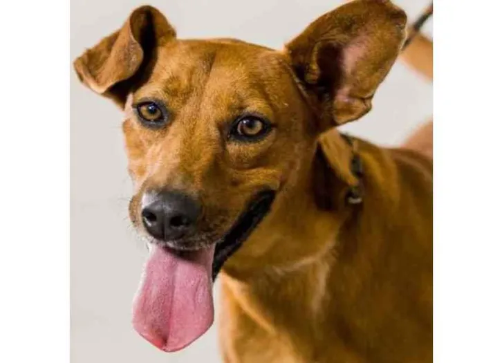 Cachorro raça Vira lata  idade 5 anos nome Santiago 