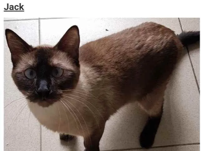Gato raça Sianes idade 3 anos nome Jack