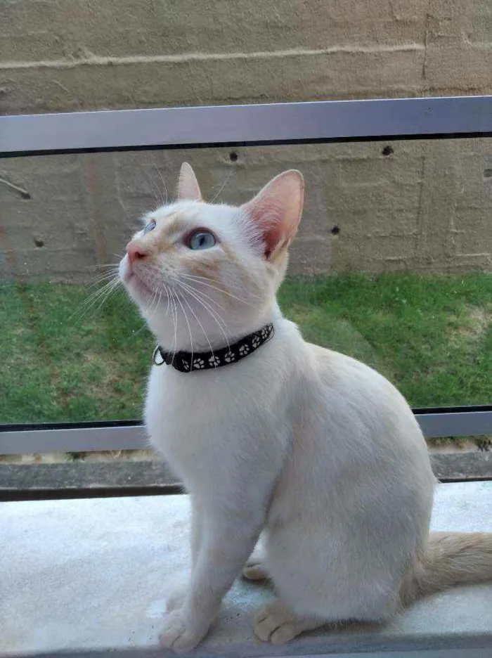 Gato raça  idade 1 ano nome Bruno