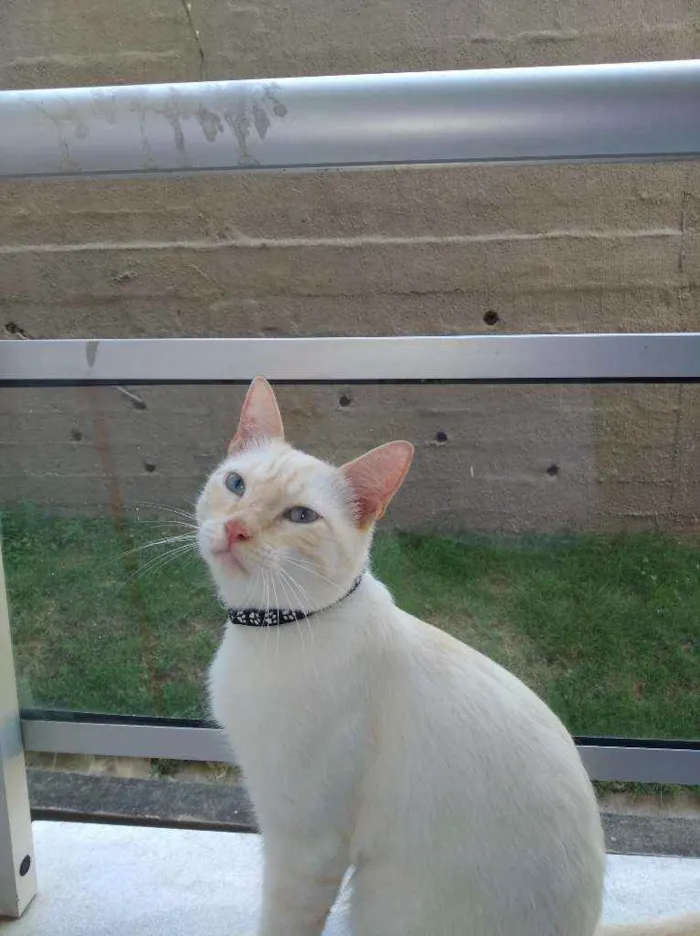 Gato raça  idade 1 ano nome Bruno