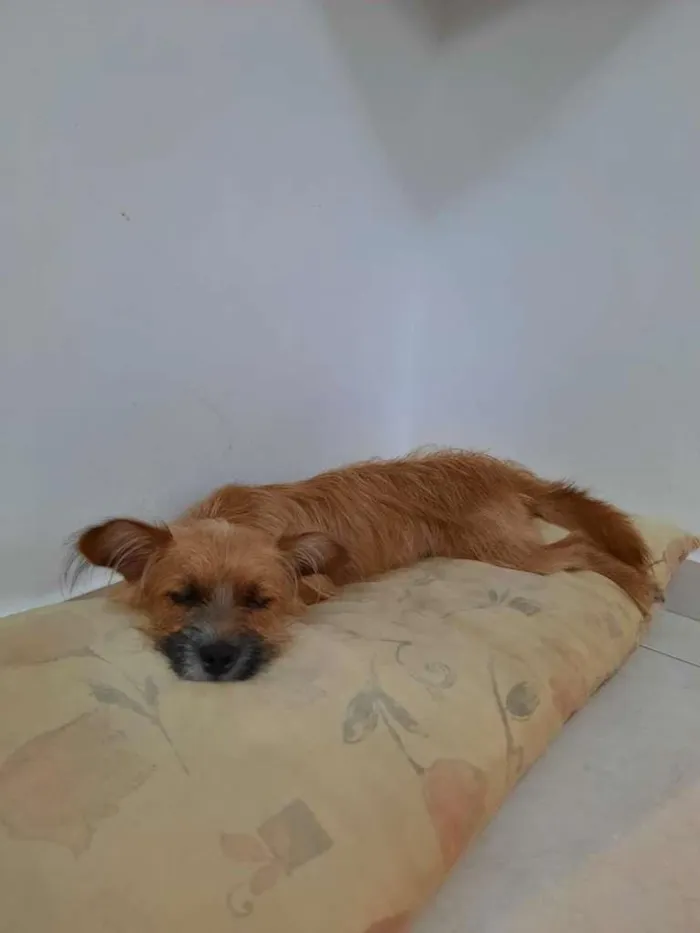 Cachorro raça Vira lata idade 1 ano nome Bisteca