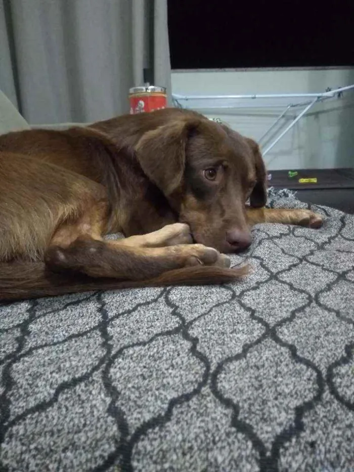 Cachorro ra a SRD idade 7 a 11 meses nome Raulzito
