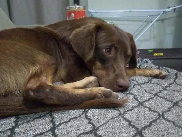Cachorro ra a SRD idade 7 a 11 meses nome Raulzito