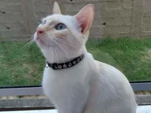 Gato raça  idade 1 ano nome Bruno