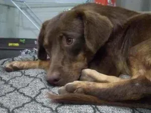 Cachorro raça SRD idade 7 a 11 meses nome Raulzito