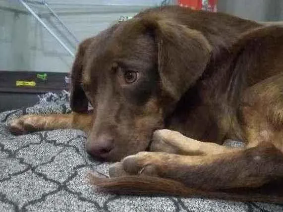 Cachorro ra a SRD idade 7 a 11 meses nome Raulzito