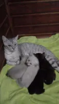 Filhotes felinos