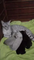 Filhotes felinos