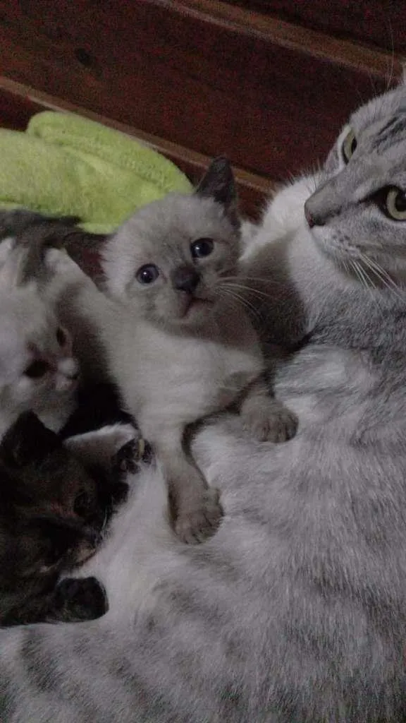 Gato ra a  idade Abaixo de 2 meses nome Filhotes felinos
