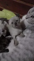 Filhotes felinos