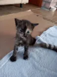 Filhotes felinos