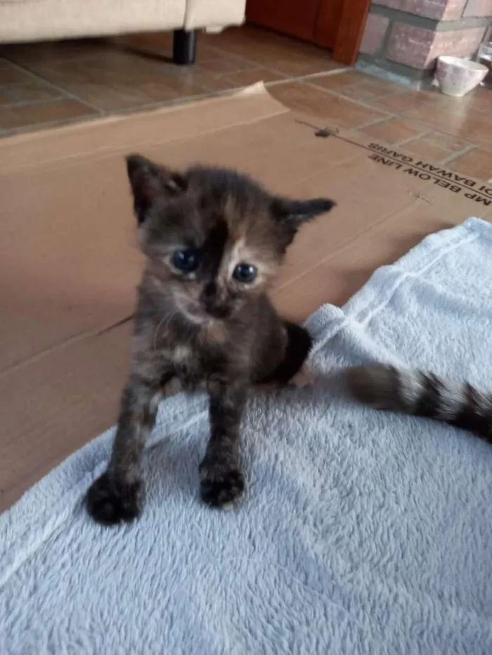 Gato ra a  idade Abaixo de 2 meses nome Filhotes felinos