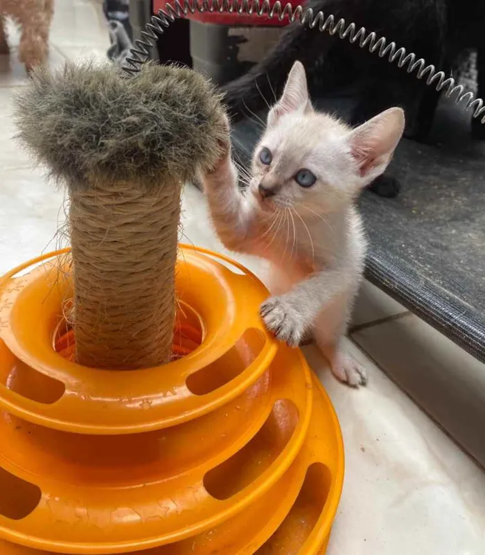 Gato ra a  idade 2 a 6 meses nome Peteca 